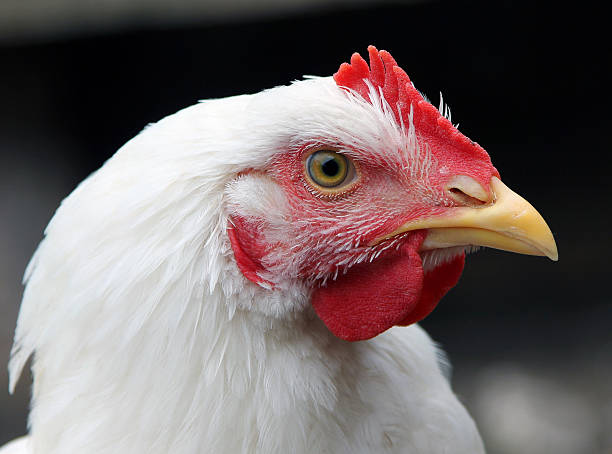 istock portrait of a white broiler  chicken closeup 537738593