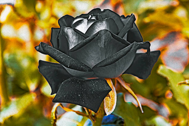 istock filteted rose, oil paint stylization 537738625