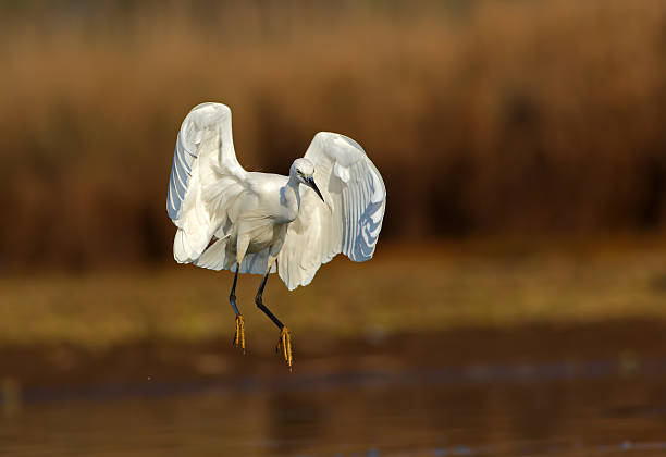 istock Little Egret landing with full wings spam 537739021