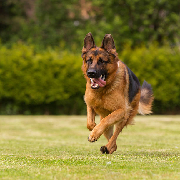 schaeferhund läuftヴィーゼ - german sheppard ストックフォトと画像