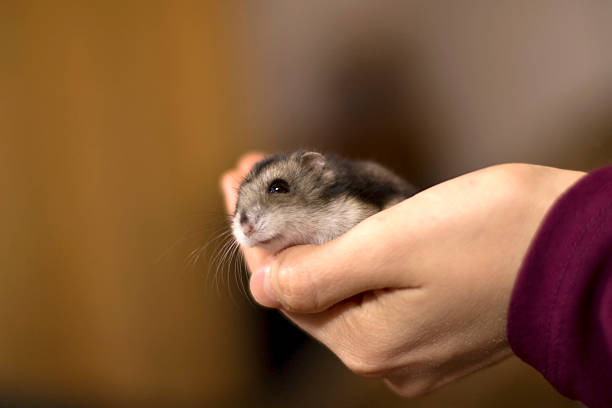 istock girl holding a tiny, beautiful hamster 537739667