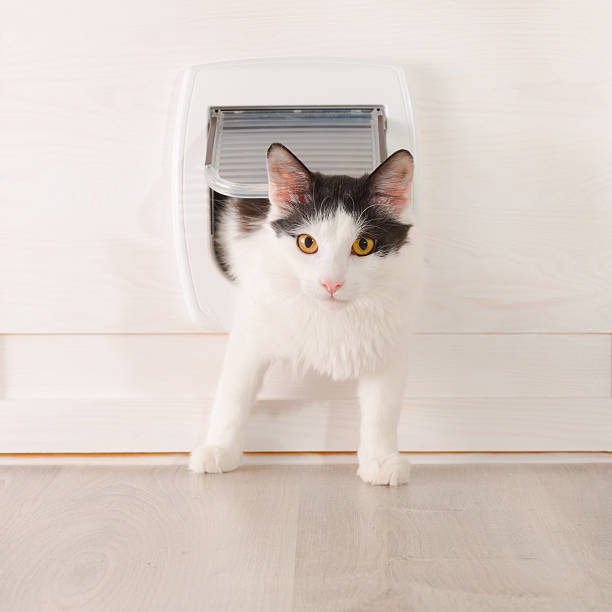 istock Cat passing through the cat door 537740699