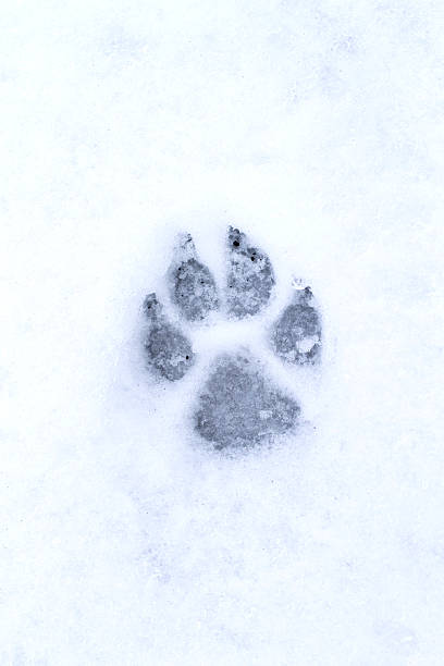 istock footprint dog in the snow 537740801