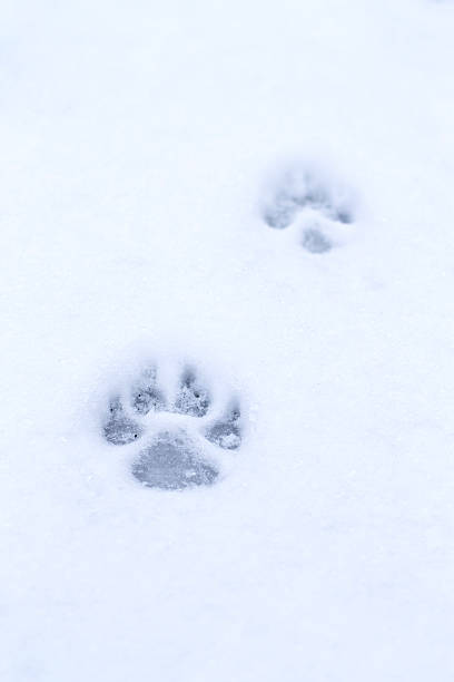 istock footprint pet in the snow 537740863