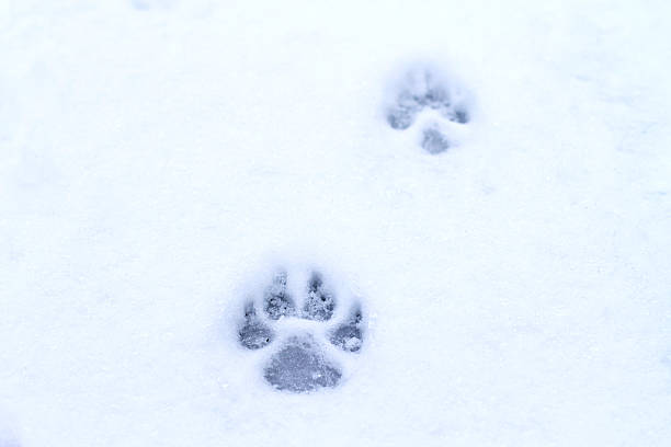 istock footprint dog in the snow 537741575