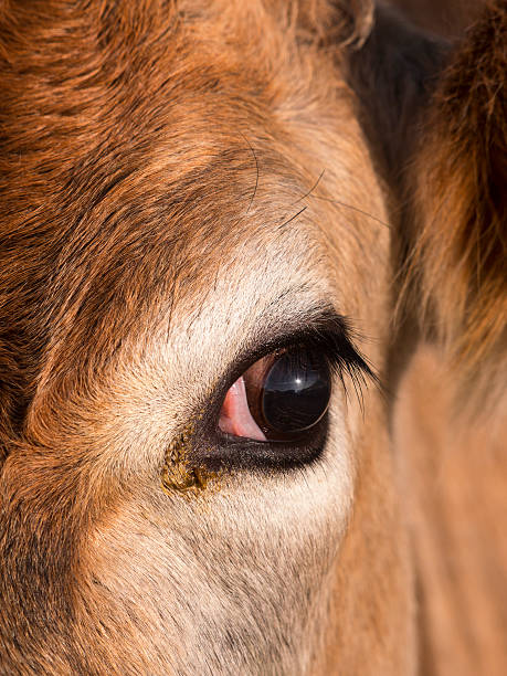 istock close up of cow face,derbyshire,uk 537741635