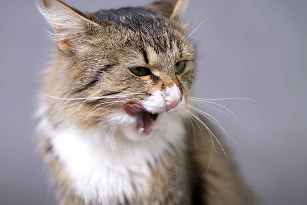 istock Portrait of a beautiful cat licks 537741699