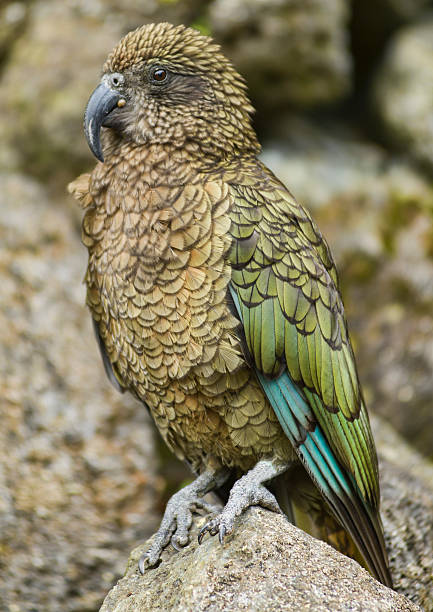 istock New Zealand Kea 537743215