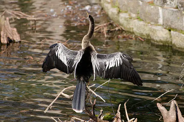 A black, brown and white bird spreading his wings to dry them.