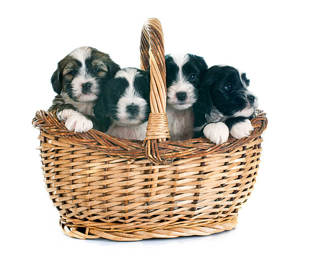 istock puppies tibetan terrier 537743471