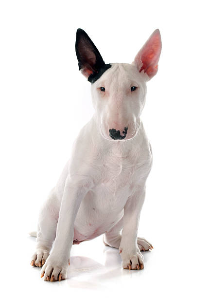 puppy bull terrier puppy bull terrier in front of white background bull terrier stock pictures, royalty-free photos & images