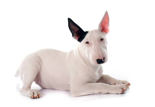 puppy bull terrier in front of white background