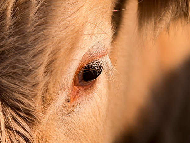 istock close up of cow face,derbyshire,uk 537743483