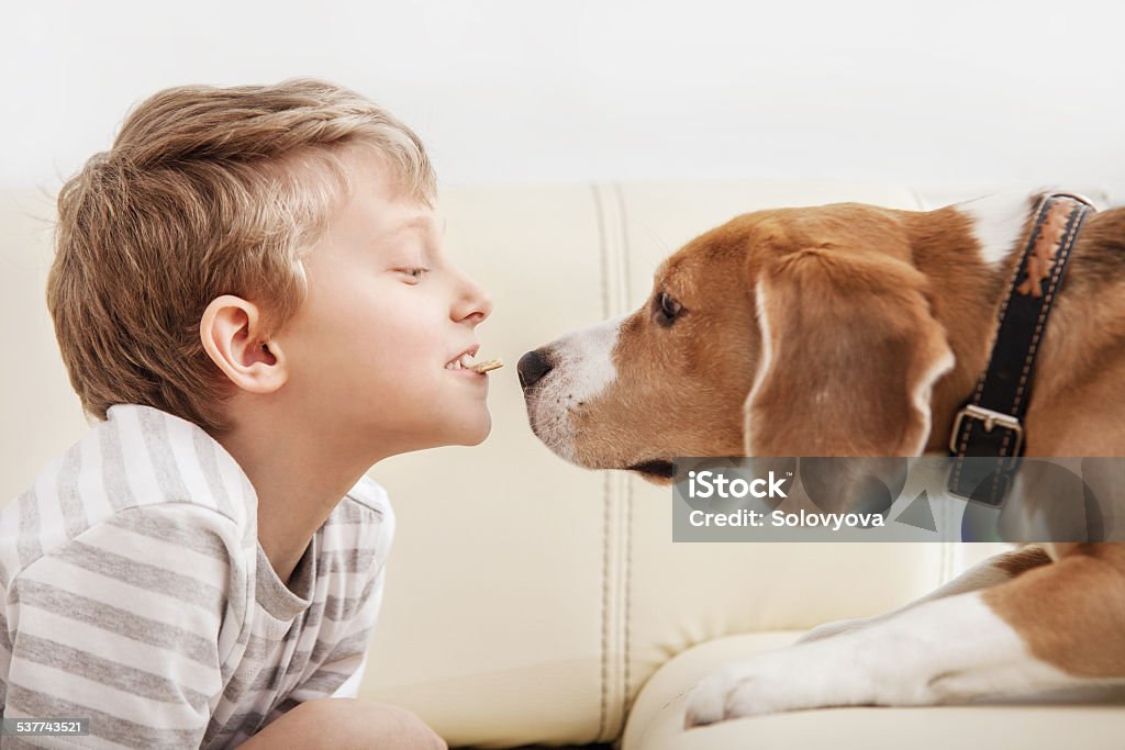 Little piece of cookies to my friend Little piece of cookies to my friend - boy give cookies part for beagle 2015 Stock Photo