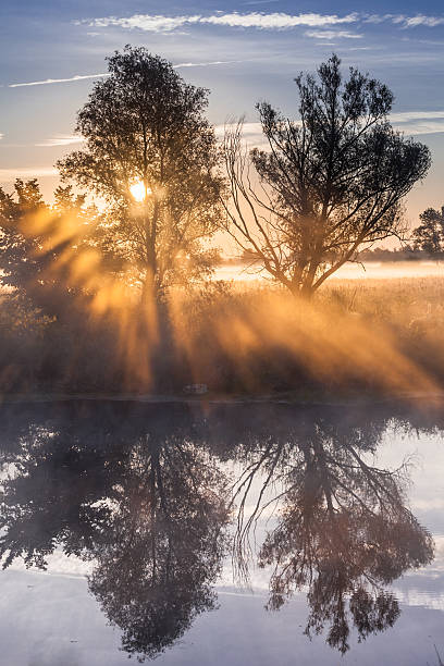 istock Beams of morning sun filtering through the tree 537759453