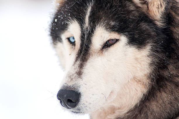 istock Husky dog with different eye colors 537759459