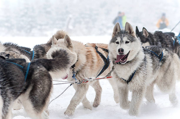 istock Dog sled racing with huskies 537759861