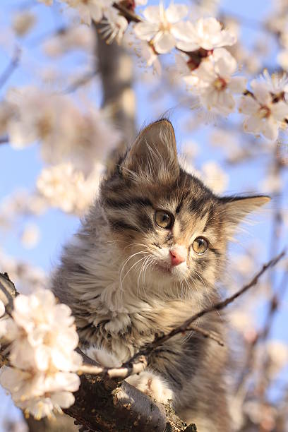 istock little fluffy kitten on the tree with flowers 537760163