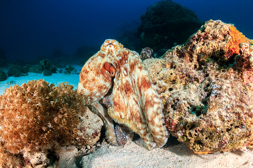 Reef Octopus moving around a tropical coral reef at dusk