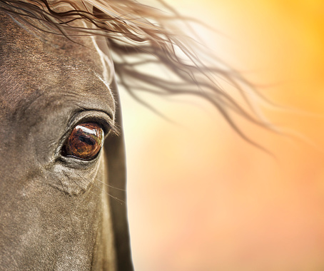 Eye of horse with mane in sunlight