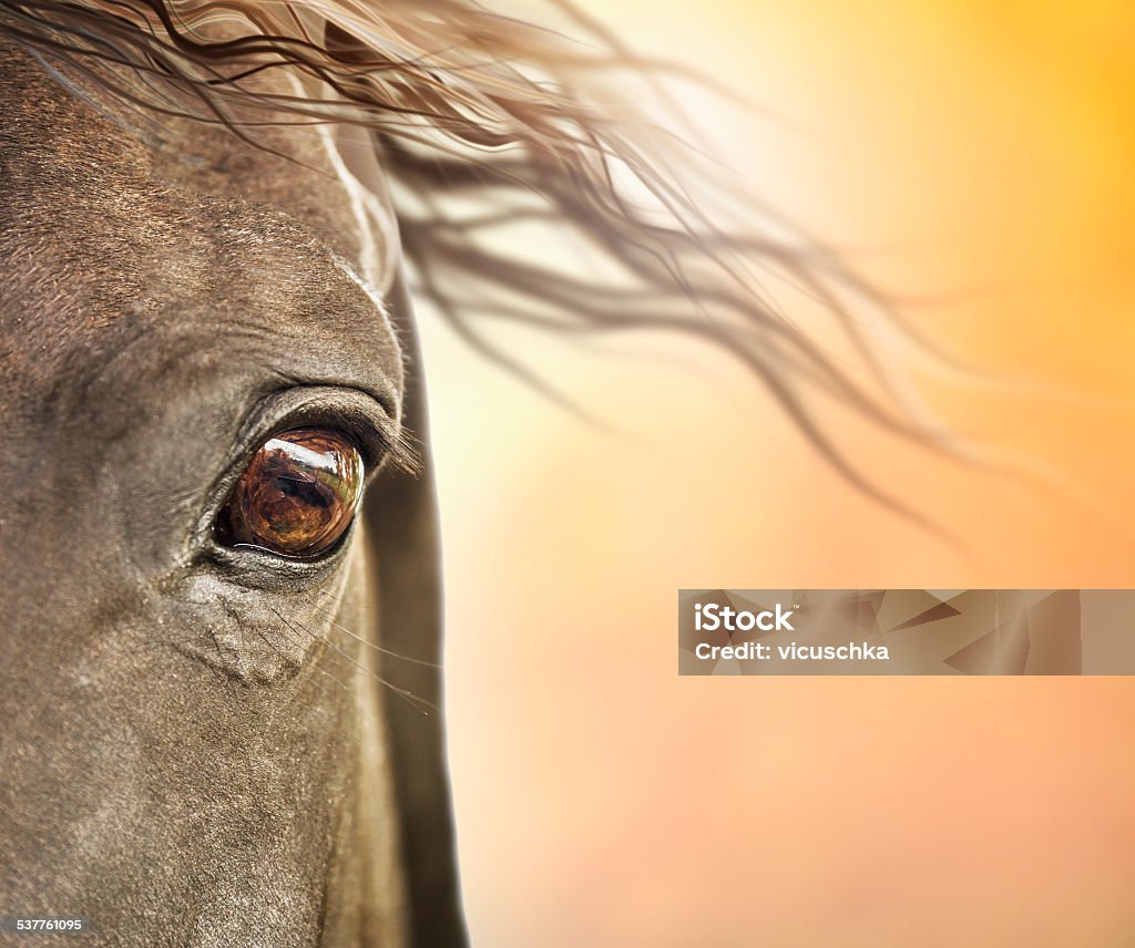 Eye of horse with mane in sunlight Horse Stock Photo