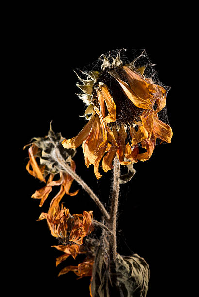 istock Wilted sunflower covered in spiderweb, isolated on black 537761141