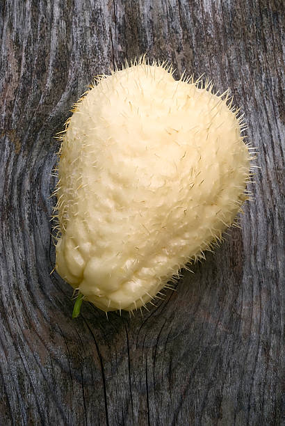 Chayote (Sechium edule), fruit with thorns The chayote (Sechium edule), fruit varieties thorny. Vegetable native to south america. chavote stock pictures, royalty-free photos & images