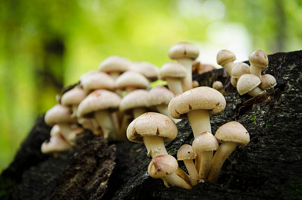 istock edible mushrooms in the grass and leaves 537761679
