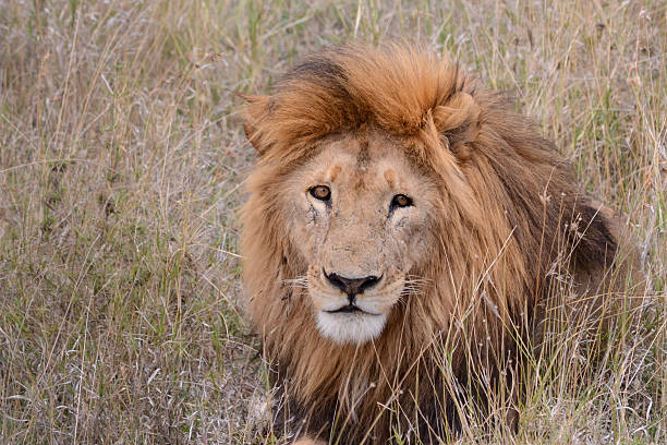 Male lion resting in brown grass, Serengeti