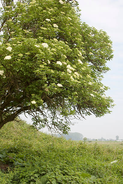 Common Elder (Sambucus nigra) Blossom Deciduous shrub or small tree to 10m; bark corky, grey-brown with a whitish pith; branches arching, rather brittle. Leaflets 5-7, oval to elliptical, pointed, sharply toothed, slightly hairy beneath; stipules absent or very small. Flowers white with yellowish-white anthers, in flat-topped clusters, 10-24cm across, scented. Berry turning red, then finally black, globose. millingerwaard stock pictures, royalty-free photos & images