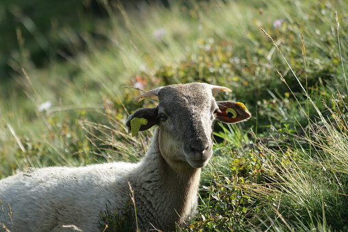 lamb in Pyrenees