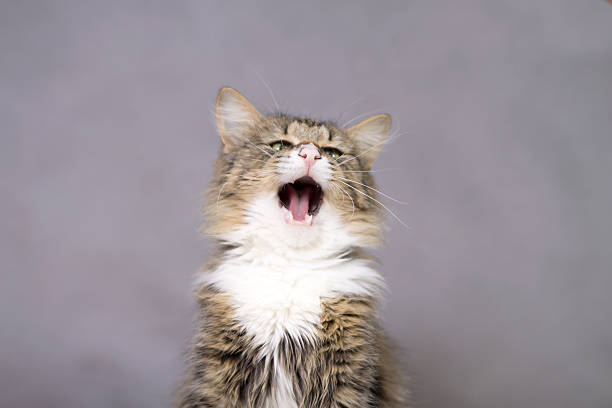 istock beautiful fluffy cat yawning with mouth open 537762885