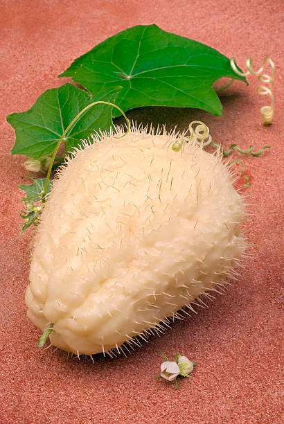 Chayote (Sechium edule), fruit with thorns The chayote (Sechium edule), fruit varieties thorny. Vegetable native to south america. chavote stock pictures, royalty-free photos & images