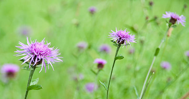 istock Close up of cornflowers in a meadow 537763377