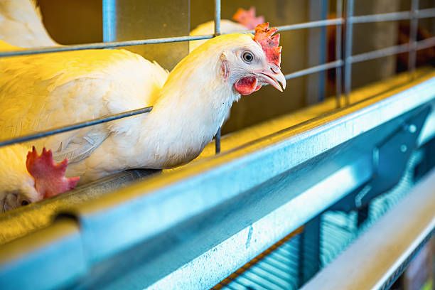 istock Chicken in farm incubator or coop 537766271