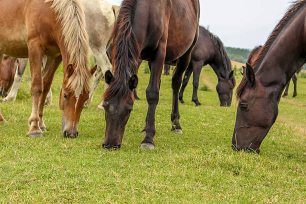 istock Beautiful horses grazing on meadow 537791715