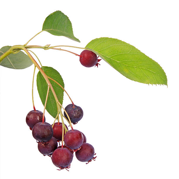 shadberry ます。amelanchier ovalis ます。 - shadberry ストックフォトと画像