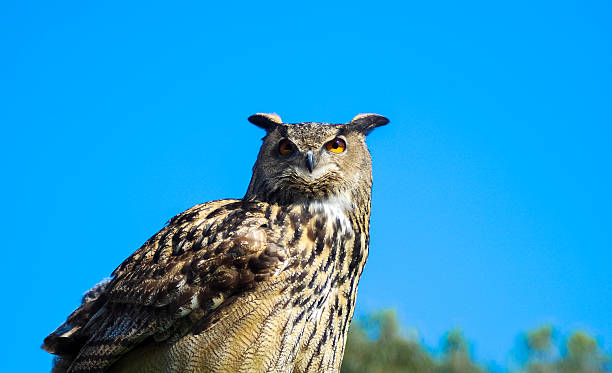 coruja à espera de rapina para ser capturado - owl clover imagens e fotografias de stock