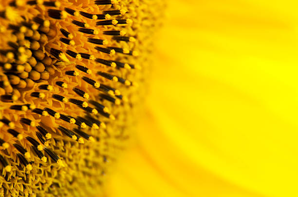 istock Sunflower Detail 537792715