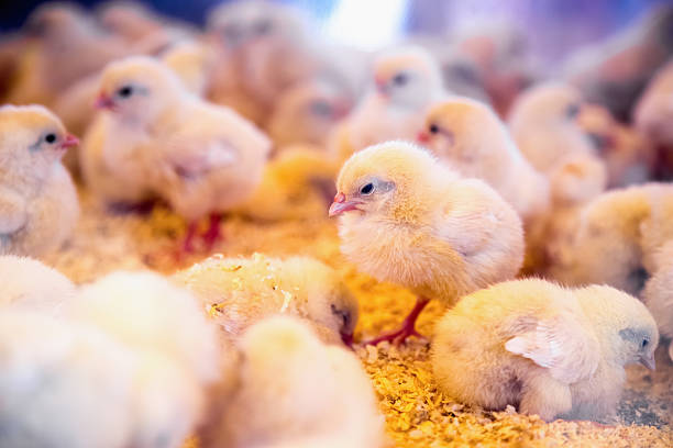 istock Small chickens in farm incubator or coop 537793029
