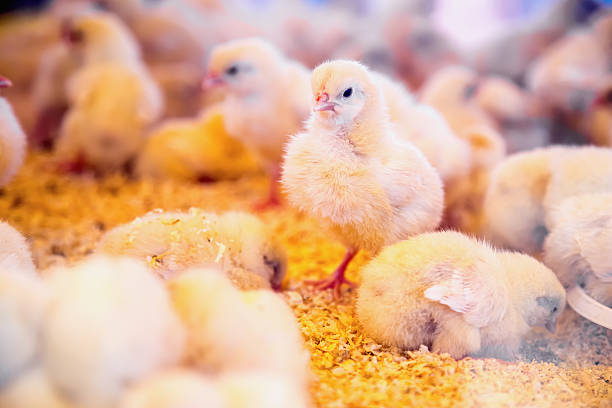 istock Small chickens in farm incubator or coop 537793139