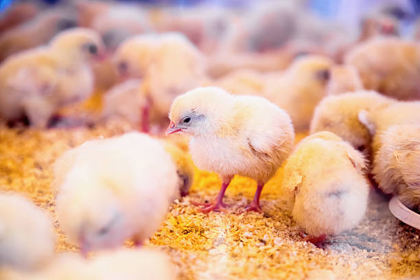 istock Small chickens in farm incubator or coop 537793485
