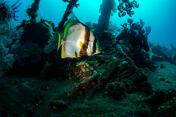 Silver Batfish Silver Batfish in Tulamben wreck batfish platax stock pictures, royalty-free photos & images