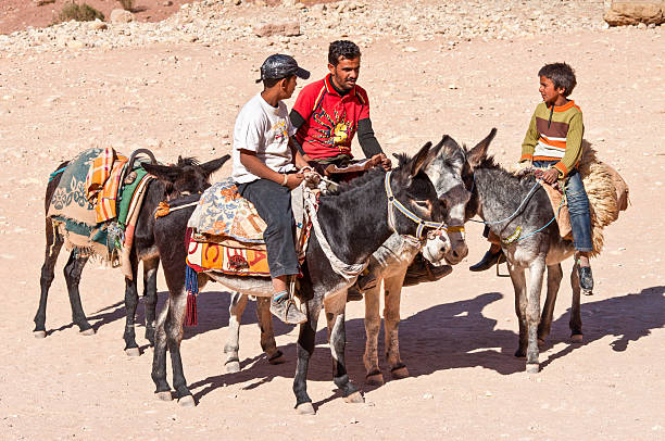 Petra, Jordan - November 20, 2010: Arab guides prepared donkeys and waiting for transportation of tourists around the Ancient City of Petra, Jordan