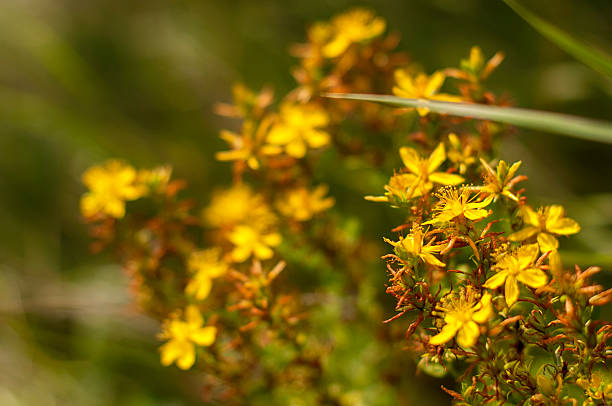 saint john dziurawca - st johns wort zdjęcia i obrazy z banku zdjęć