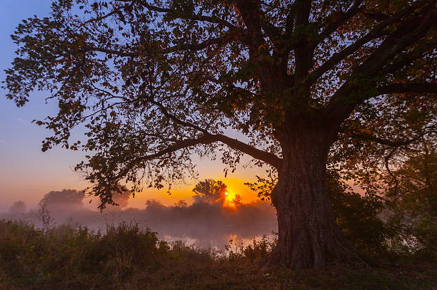 istock Beams of morning sun filtering through the tree 537795527