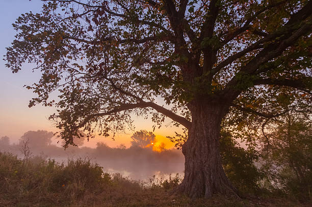 istock Beams of morning sun filtering through the tree 537795853