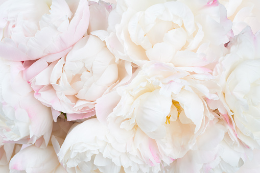 Bunch of white and pink peonies as a background