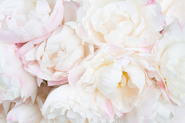 Beautiful floral background Bunch of white and pink peonies as a background peonies stock pictures, royalty-free photos & images