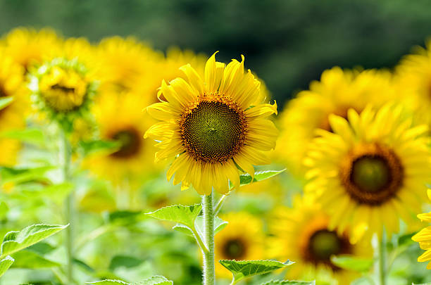 istock Sunflower or Helianthus Annuus in the farm 537803682